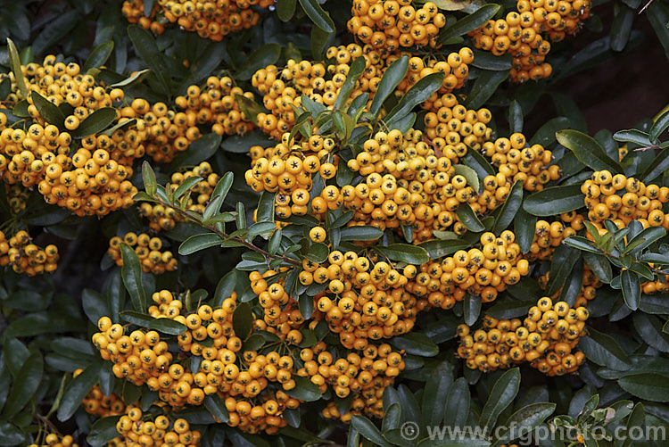 Pyracantha 'Shawnee', a Pyracantha crenatoserrata x Pyracantha koidzumii hybrid with a dense, spreading growth habit up to 35m high and wide. Its autumn- winter-borne berries are a soft yellow-orange shade and are abundant in good years