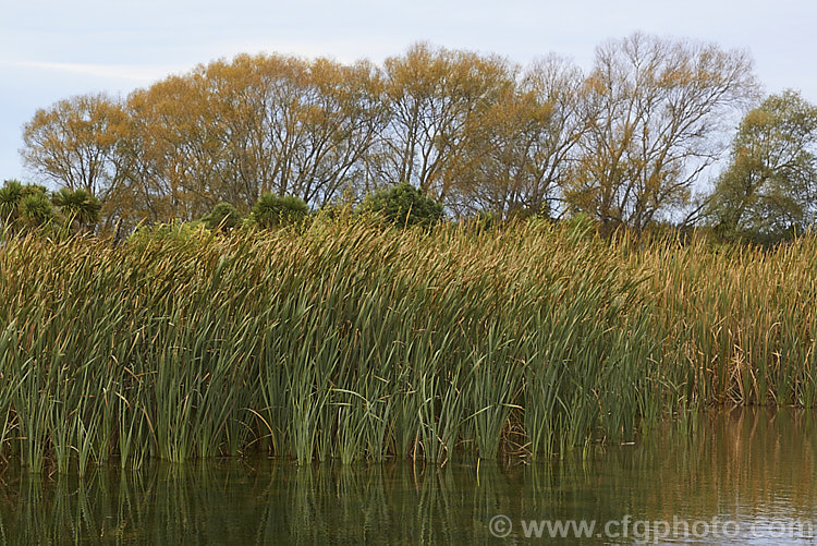 A stand of Raupo or Bulrush (<i>Typha orientalis</i>) in late autumn. This marginal aquatic perennial grows in shallow still water and is found in Southeast Asia,Australia and New Zealand. The trees in the background are. White Willows (<i>Salix alba</i>). typha-3379htm'>Typha. <a href='typhaceae-plant-family-photoshtml'>Typhaceae</a>.