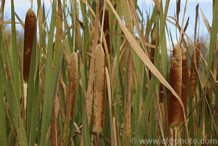The seedheads of Raupo or Bulrush (<i>Typha orientalis</i>) in autumn just before they break up and shed their seeds to the wind. This marginal aquatic perennial grows in shallow still water and is found in Southeast Asia,Australia and New Zealand typha-3379htm'>Typha. <a href='typhaceae-plant-family-photoshtml'>Typhaceae</a>.