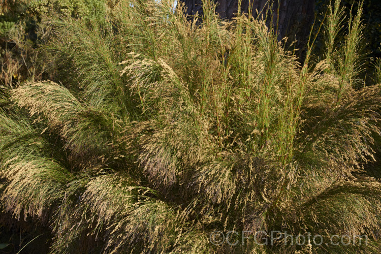 The flowerheads of Restio subverticillatus (syn. Ischyrolepis subverticillata</i>), a member of the Cape. Reed family (the Restionaceae</i>), this rush-like plant has cane-like stems and produces its male and female flowers on separate plants. It occurs naturally in the south-west. Cape region of South Africa and grows to around 2m tall