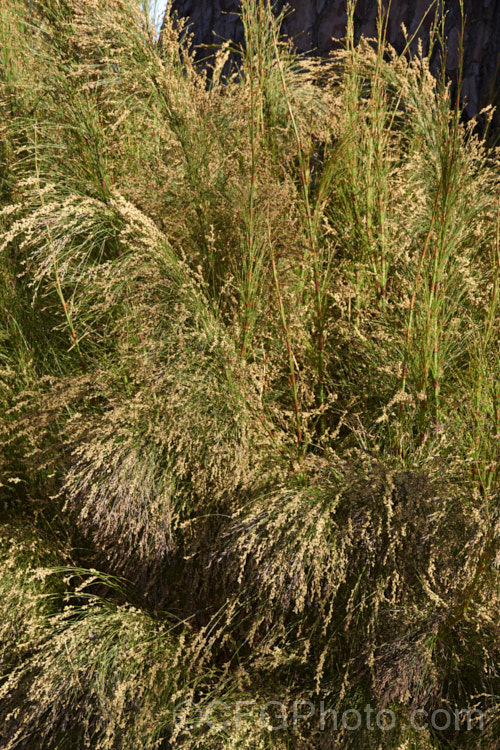 The flowerheads of Restio subverticillatus (syn. Ischyrolepis subverticillata</i>), a member of the Cape. Reed family (the Restionaceae</i>), this rush-like plant has cane-like stems and produces its male and female flowers on separate plants. It occurs naturally in the south-west. Cape region of South Africa and grows to around 2m tall