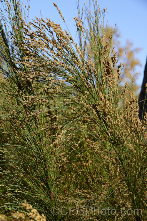 The flowerheads of Restio subverticillatus (syn. Ischyrolepis subverticillata</i>), a member of the Cape. Reed family (the Restionaceae</i>), this rush-like plant has cane-like stems and produces its male and female flowers on separate plants. It occurs naturally in the south-west. Cape region of South Africa and grows to around 2m tall
