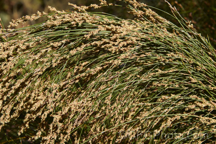 The flowerheads of Restio subverticillatus (syn. Ischyrolepis subverticillata</i>), a member of the Cape. Reed family (the Restionaceae</i>), this rush-like plant has cane-like stems and produces its male and female flowers on separate plants. It occurs naturally in the south-west. Cape region of South Africa and grows to around 2m tall