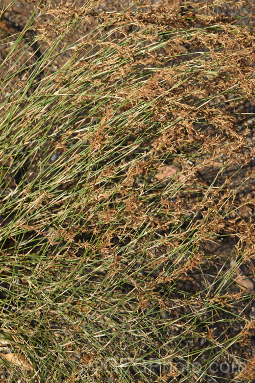 The flowerheads of Restio subverticillatus (syn. Ischyrolepis subverticillata</i>), a member of the Cape. Reed family (the Restionaceae</i>), this rush-like plant has cane-like stems and produces its male and female flowers on separate plants. It occurs naturally in the south-west. Cape region of South Africa and grows to around 2m tall