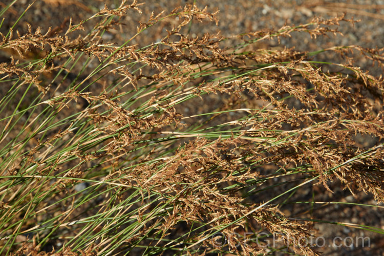 The flowerheads of Restio subverticillatus (syn. Ischyrolepis subverticillata</i>), a member of the Cape. Reed family (the Restionaceae</i>), this rush-like plant has cane-like stems and produces its male and female flowers on separate plants. It occurs naturally in the south-west. Cape region of South Africa and grows to around 2m tall