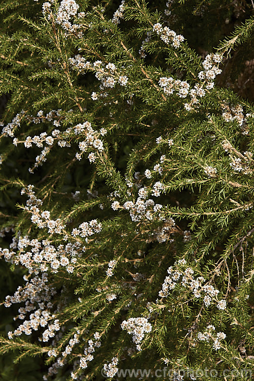 Taxandria juniperina (syn. Agonis juniperina</i>), a popular. Western Australian shrub or small tree often used in floristry. It blooms for a long period for early autumn until well into spring. taxandria-3350htm'>Taxandria. .