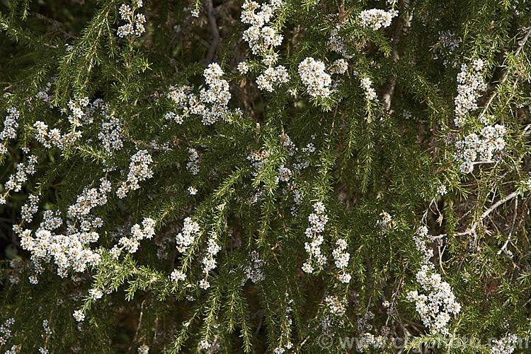 Taxandria juniperina (syn. Agonis juniperina</i>), a popular. Western Australian shrub or small tree often used in floristry. It blooms for a long period for early autumn until well into spring. taxandria-3350htm'>Taxandria. .