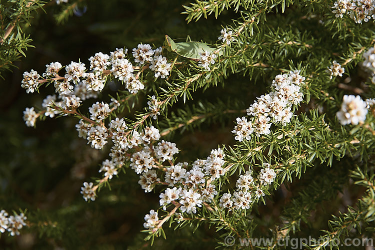 Taxandria juniperina (syn. Agonis juniperina</i>), a popular. Western Australian shrub or small tree often used in floristry. It blooms for a long period for early autumn until well into spring. taxandria-3350htm'>Taxandria. .
