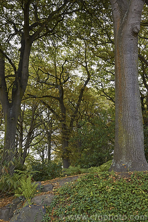 A Turkey Oak (<i>Quercus cerris</i>) woodland in autumn. This deciduous tree, up to 40m tall, is native to central and southern Europe and western Asia