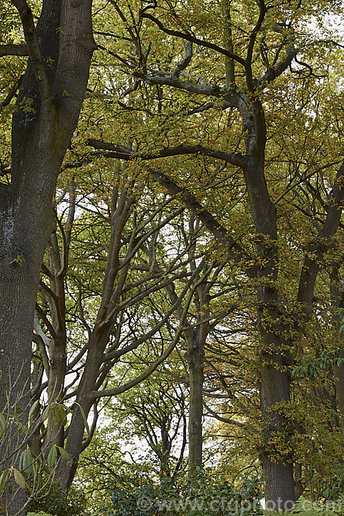 A Turkey Oak (<i>Quercus cerris</i>) woodland in autumn. This deciduous tree, up to 40m tall, is native to central and southern Europe and western Asia