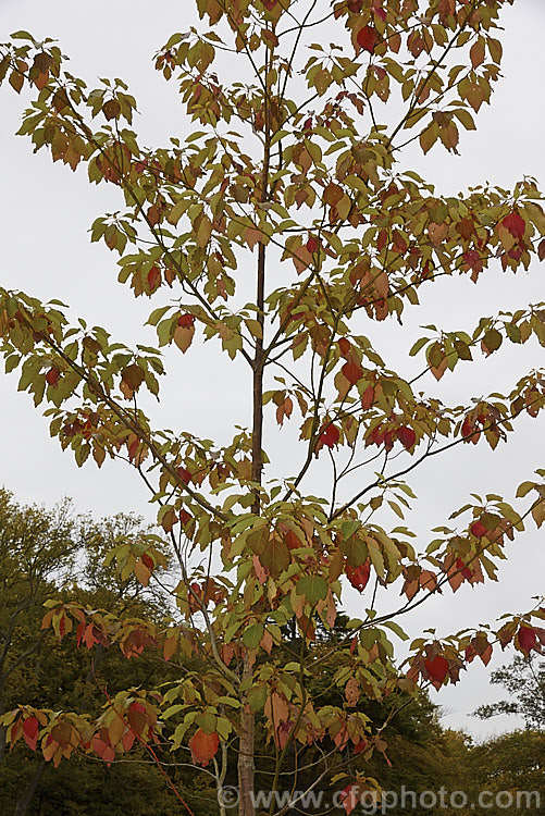 The autumn foliage of Chinese Sassafras or Tzumu (<i>Sassafras tzumu</i>), a 30m tall deciduous tree native to central and western China. Small yellow flowers appear in spring to early summer and on female trees are followed by blue-black fruits in red-stemmed cups. The foliage is aromatic and often colours well in autumn. Sassafras extracts have long been used in flavourings and herbal medicines but are now regarded as toxic and likely carcinogens. sassafras-3283htm'>Sassafras. <a href='lauraceae-plant-family-photoshtml'>Lauraceae</a>.