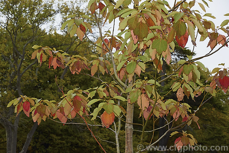 The autumn foliage of Chinese Sassafras or Tzumu (<i>Sassafras tzumu</i>), a 30m tall deciduous tree native to central and western China. Small yellow flowers appear in spring to early summer and on female trees are followed by blue-black fruits in red-stemmed cups. The foliage is aromatic and often colours well in autumn. Sassafras extracts have long been used in flavourings and herbal medicines but are now regarded as toxic and likely carcinogens. sassafras-3283htm'>Sassafras. <a href='lauraceae-plant-family-photoshtml'>Lauraceae</a>.