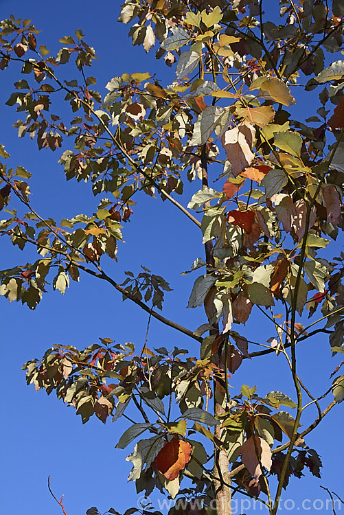 The autumn foliage of Chinese Sassafras or Tzumu (<i>Sassafras tzumu</i>) showing the pale undersides of the leaves. This 30m tall deciduous tree is native to central and western China. Small yellow flowers appear in spring to early summer and on female trees are followed by blue-black fruits in red-stemmed cups. The foliage is aromatic and often colours well in autumn. Sassafras extracts have long been used in flavourings and herbal medicines but are now regarded as toxic and likely carcinogens. sassafras-3283htm'>Sassafras. <a href='lauraceae-plant-family-photoshtml'>Lauraceae</a>.