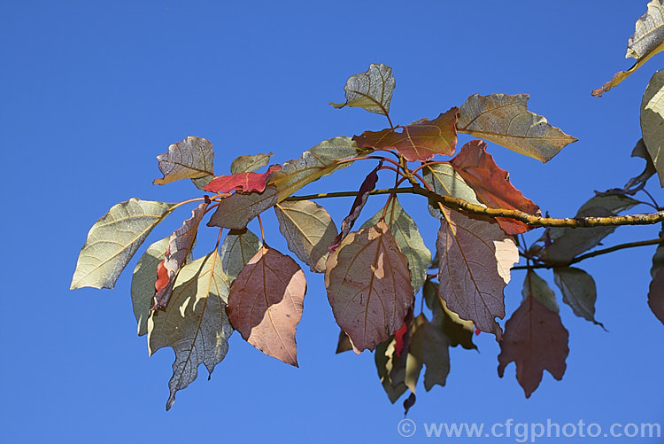 The autumn foliage of Chinese Sassafras or Tzumu (<i>Sassafras tzumu</i>) showing the pale undersides of the leaves. This 30m tall deciduous tree is native to central and western China. Small yellow flowers appear in spring to early summer and on female trees are followed by blue-black fruits in red-stemmed cups. The foliage is aromatic and often colours well in autumn. Sassafras extracts have long been used in flavourings and herbal medicines but are now regarded as toxic and likely carcinogens. sassafras-3283htm'>Sassafras. <a href='lauraceae-plant-family-photoshtml'>Lauraceae</a>.