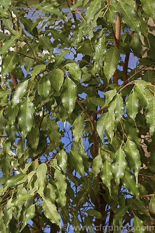 Ficus benjamina 'Exotic Monique', a cultivar of the Weeping Fig (<i>Ficus benjamina</i>), a tree, up to 30m tall and native to Southeast Asia, northern Australia and nearby Pacific Islands 'Exotic. Monique' has wavy-edged leaves that are quite a light green, especially when young. Order: Rosales, Family: Moraceae
