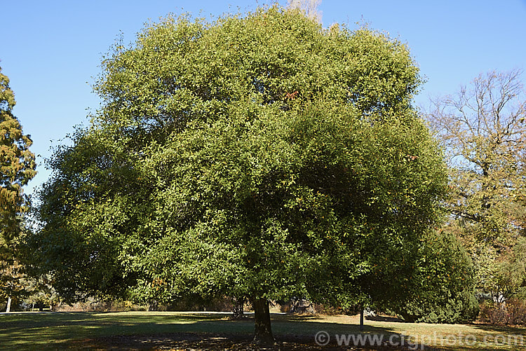 Laurel Oak, Swamp Laurel Oak or Diamond Leaf Oak (<i>Quercus laurifolia</i>), a broad-crowned 25-30m tall tree native to the eastern United States from coastal. Virginia to southeastern Texas. Normally evergreen or semi-evergreen, in cold winters this tree may be briefly deciduous. Its small acorns are borne singly or in pairs. Order: Fagales, Family: Fagaceae