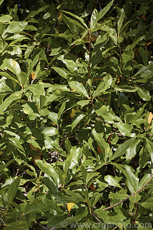 Laurel Oak, Swamp Laurel Oak or Diamond Leaf Oak (<i>Quercus laurifolia</i>), a broad-crowned 25-30m tall tree native to the eastern United States from coastal. Virginia to southeastern Texas. Normally evergreen or semi-evergreen, in cold winters this tree may be briefly deciduous. Its small acorns are borne singly or in pairs. Order: Fagales, Family: Fagaceae