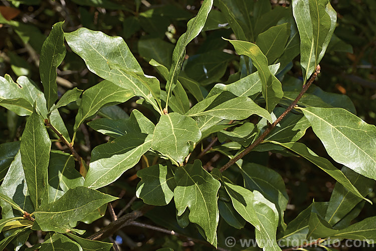 Laurel Oak, Swamp Laurel Oak or Diamond Leaf Oak (<i>Quercus laurifolia</i>), a broad-crowned 25-30m tall tree native to the eastern United States from coastal. Virginia to southeastern Texas. Normally evergreen or semi-evergreen, in cold winters this tree may be briefly deciduous. Its small acorns are borne singly or in pairs. Order: Fagales, Family: Fagaceae