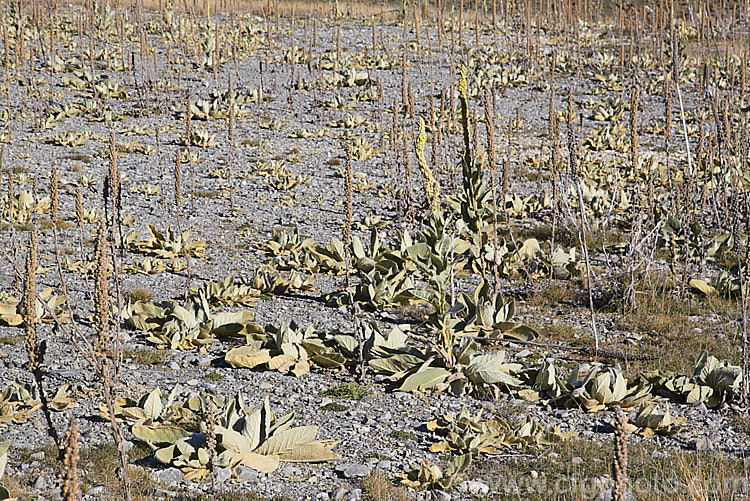 Aaron's Rod (<i>Verbascum thapsus</i>), a Eurasian biennial that in its second year develops a flower spike up to 2m tall As shown here, it often occurs as a weed on gravelly or recently disturbed ground. verbascum-3385htm'>Verbascum. <a href='scrophulariaceae-plant-family-photoshtml'>Scrophulariaceae</a>.