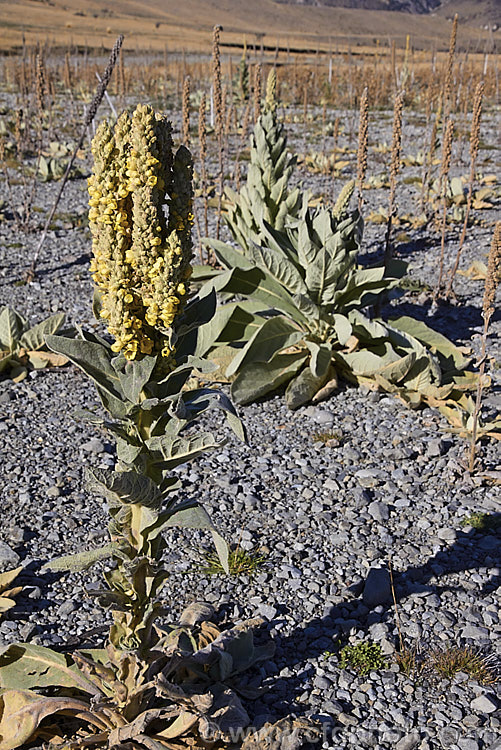 Aaron's Rod (<i>Verbascum thapsus</i>), a Eurasian biennial that in its second year develops a flower spike up to 2m tall As shown here, it often occurs as a weed on gravelly or recently disturbed ground. verbascum-3385htm'>Verbascum. <a href='scrophulariaceae-plant-family-photoshtml'>Scrophulariaceae</a>.