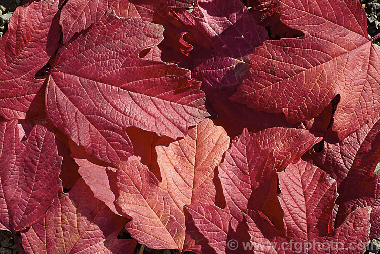 The fallen autumn leaves of the Guelder. Rose (<i>Viburnum opulus</i>), a 4-5m tall Eurasian deciduous shrub with heads of white flowers in spring. The true flowers are small but are made more showy by large sterile bracts that are often exaggerated in the garden forms. viburnum-2081htm'>Viburnum.. viburnum-2081htm'>Viburnum. <a href='adoxaceae-plant-family-photoshtml'>Adoxaceae</a>.