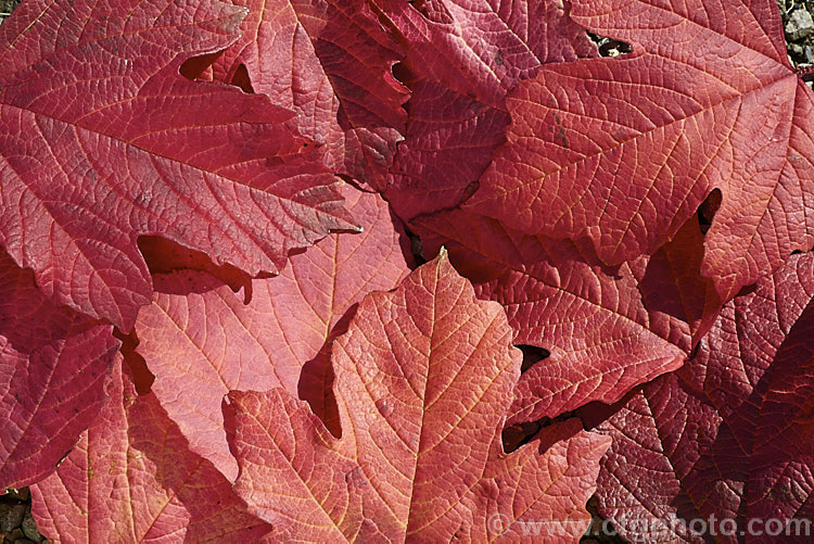 The fallen autumn leaves of the Guelder. Rose (<i>Viburnum opulus</i>), a 4-5m tall Eurasian deciduous shrub with heads of white flowers in spring. The true flowers are small but are made more showy by large sterile bracts that are often exaggerated in the garden forms. viburnum-2081htm'>Viburnum.. viburnum-2081htm'>Viburnum. <a href='adoxaceae-plant-family-photoshtml'>Adoxaceae</a>.
