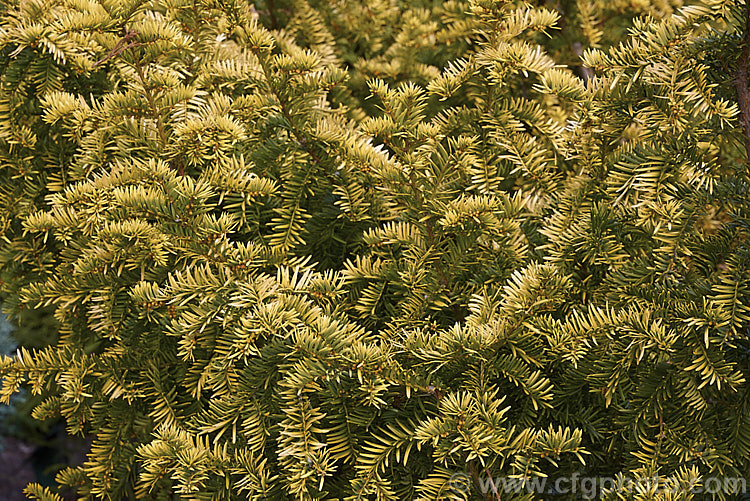 Taxus baccata 'Semperaurea', a yew cultivar that has golden foliage year-round, unlike some others, such as 'Aurea', which may be green or bronze at times 'Semperaurea' is compact and slow-growing. Order: Pinales, Family: Taxaceae