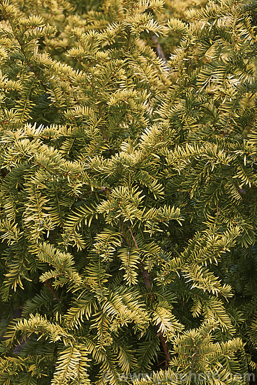 Taxus baccata 'Semperaurea', a yew cultivar that has golden foliage year-round, unlike some others, such as 'Aurea', which may be green or bronze at times 'Semperaurea' is compact and slow-growing. Order: Pinales, Family: Taxaceae