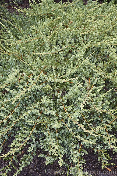 Spreading. Luchu. Juniper (<i>Juniperus taxifolia var. lutchuensis</i>), a prostrate form of a silvery-blue foliaged shrub or tree native to southern Japan. This variety grows to around 25cm high x 3m wide. Order: Pinales, Family: Cupressaceae