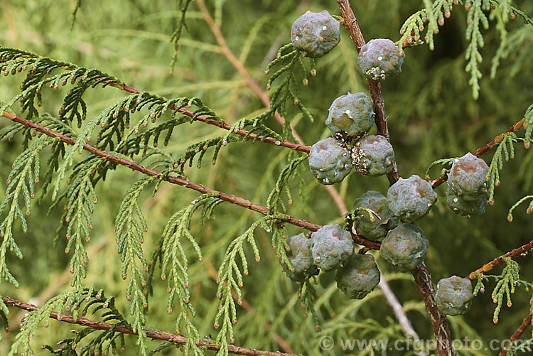 The cones of the Chinese Weeping Cypress or Mourning Cypress (<i>Cupressus funebris</i>), an evergreen coniferous tree, up to 25m tall, native to southern China and northern Vietnam. Its foliage and branches have a conspicuously pendulous growth habit. Order: Pinales, Family: Cupressaceae