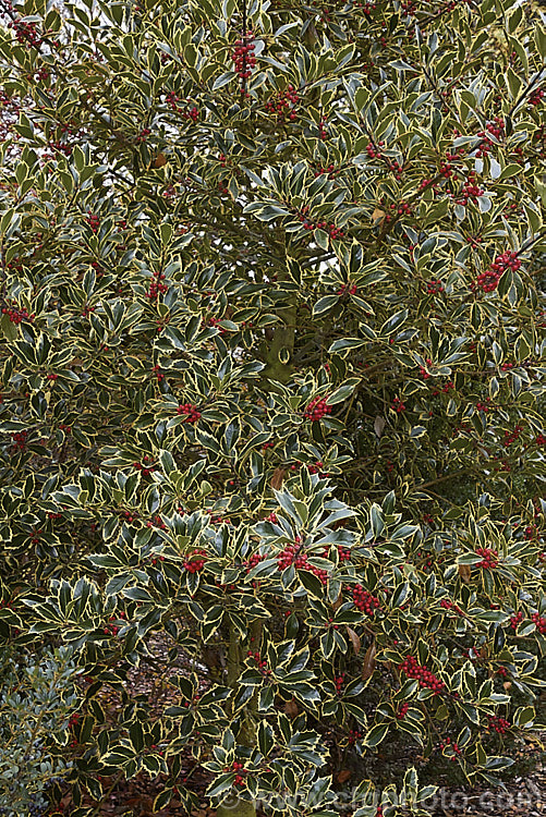 Ilex aquifolium 'Handsworth New Silver', this female cultivar of Common Holly or English Holly has boldly variegated foliage with cream margins. The leaves have very pronounced spines and the fruit is red. The young stems have a strong purple-red tint. Order: Aquifoliales, Family: Aquifoliaceae
