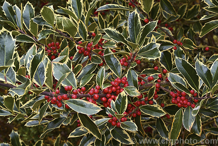 Ilex aquifolium 'Handsworth New Silver', this female cultivar of Common Holly or English Holly has boldly variegated foliage with cream margins. The leaves have very pronounced spines and the fruit is red. The young stems have a strong purple-red tint. Order: Aquifoliales, Family: Aquifoliaceae
