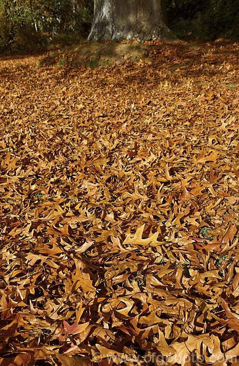 Freshly fallen autumn leaves of Pin Oak (<i>Quercus palustris</i>), a 20-35m tall deciduous tree native to northeast. North America. This species has a columnar habit and often colours well in autumn, turning deep red. It can be distinguished from the similar. Scarlet Oak (<i>Quercus coccinea</i>), by its small acorns and the minute tufts of hairs in the forks of the veins on the undersides of its leaves. Order: Fagales, Family: Fagaceae