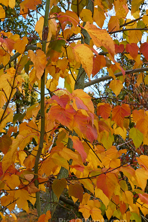 The autumn foliage of <i>Acer capillipes</i>, a 10-13m tall deciduous tree native to Japan. It has pale-striped green bark and is therefore one of the group of species commonly known as snakebark maples. The stems are red-tinted when young and the petioles are also reddish, with the whole leaf developing gold to red tones in autumn. Order Sapindales, Family: Sapindaceae