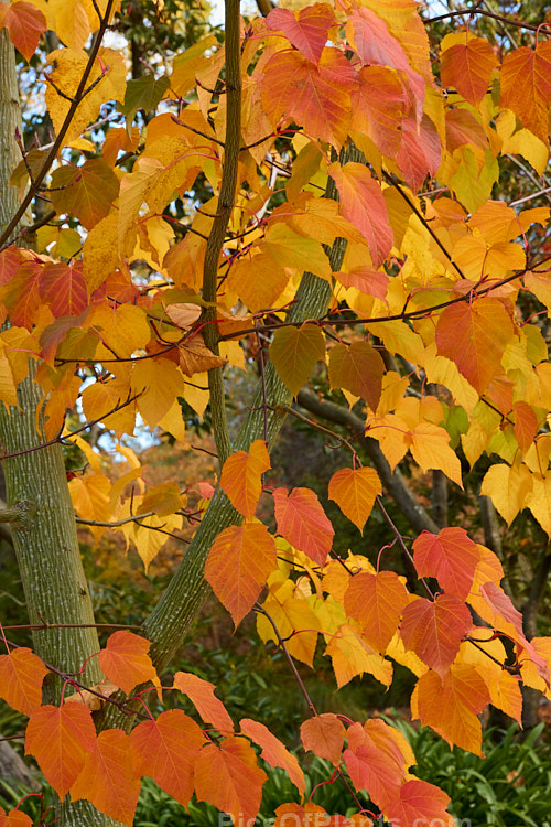 The autumn foliage of <i>Acer capillipes</i>, a 10-13m tall deciduous tree native to Japan. It has pale-striped green bark and is therefore one of the group of species commonly known as snakebark maples. The stems are red-tinted when young and the petioles are also reddish, with the whole leaf developing gold to red tones in autumn. Order Sapindales, Family: Sapindaceae