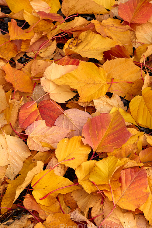 Fallen autumn leaves of <i>Acer capillipes</i>, a 10-13m tall deciduous tree native to Japan. It has pale-striped green bark and is therefore one of the group of species commonly known as snakebark maples. The stems are red-tinted when young and the petioles are also reddish, with the whole leaf developing gold to red tones in autumn. Order Sapindales, Family: Sapindaceae