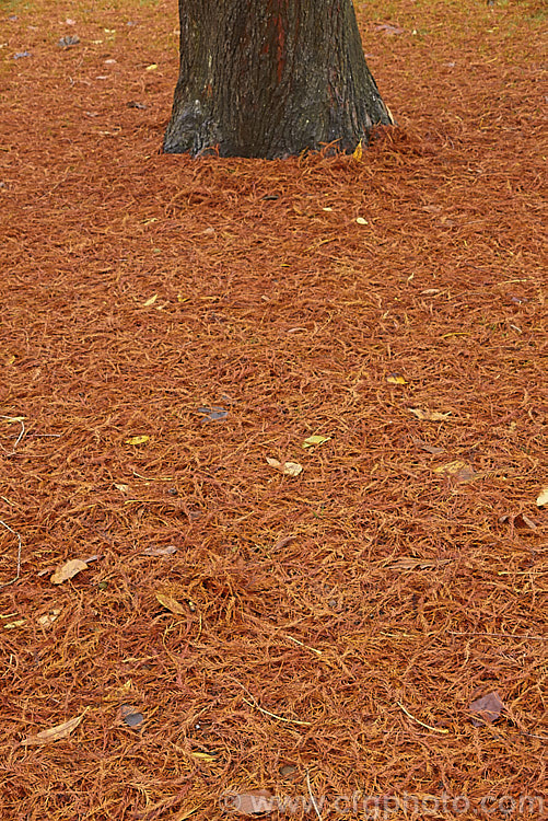Fallen leaves of the Swamp Cypress or Bald. Cypress (<i>Taxodium distichum</i>), one of the few deciduous conifers. Capable of growing in shallow water, this species is native to the southeast United States. taxodium-2129htm'>Taxodium. Order: Pinales, Family: Cupressaceae