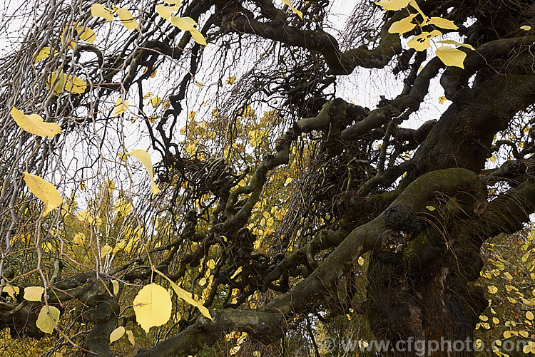 The contorted growth of the Camperdown Elm (<i>Ulmus glabra 'Camperdownii'), a cultivar of the Scotch Elm or Wych Elm that develops into a wide-spreading, dome-shaped tree that forms an umbrella-like canopy. Order: Rosales, Family: Ulmaceae