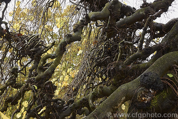 The contorted growth of the Camperdown Elm (<i>Ulmus glabra 'Camperdownii'), a cultivar of the Scotch Elm or Wych Elm that develops into a wide-spreading, dome-shaped tree that forms an umbrella-like canopy. Order: Rosales, Family: Ulmaceae