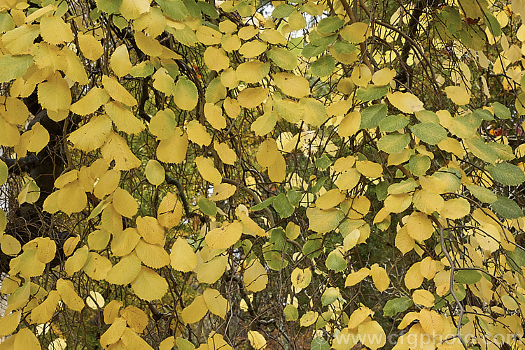 The last of the autumn foliage of the Camperdown Elm (<i>Ulmus glabra 'Camperdownii'), a cultivar of the Scotch Elm or Wych Elm that develops into a wide-spreading, dome-shaped tree that forms an umbrella-like canopy. Order: Rosales, Family: Ulmaceae