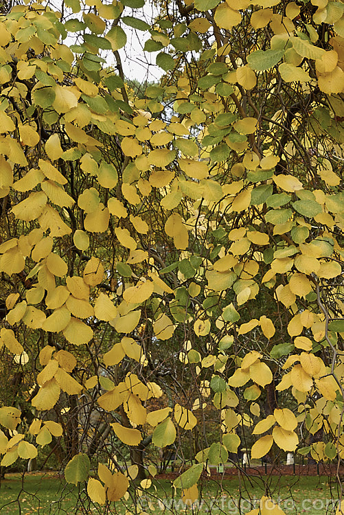 The last of the autumn foliage of the Camperdown Elm (<i>Ulmus glabra 'Camperdownii'), a cultivar of the Scotch Elm or Wych Elm that develops into a wide-spreading, dome-shaped tree that forms an umbrella-like canopy. Order: Rosales, Family: Ulmaceae