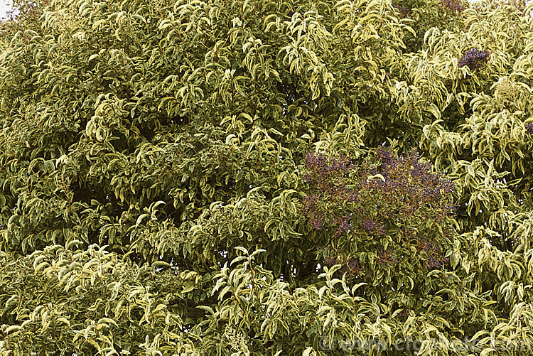 The foliage and fruits of Variegated Chinese Privet (<i>Ligustrum lucidum 'Tricolor'), a cultivar of an evergreen species found in China, Korea and Japan. It has cream, yellow and green variegated foliage that is pink-tinted when young. Sprays of small creamy white flowers develop into heads of berries that are reddish purple when mature. It is a large shrub or small tree that can grow to 10m tall ligustrum-3093htm'>Ligustrum. <a href='oleaceae-plant-family-photoshtml'>Oleaceae</a>.