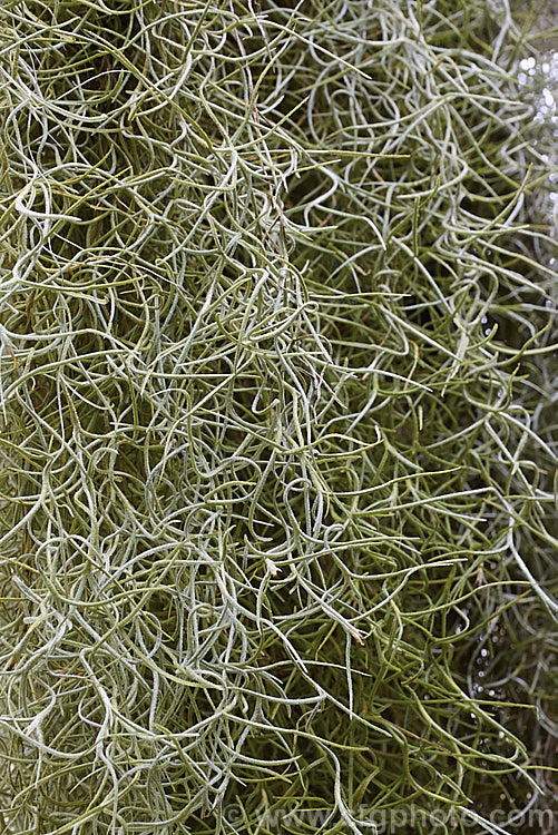 Spanish Moss or Old Man's Beard (<i>Tillandsia usneoides</i>), found from the southeast US to Chile and Argentina, this xerophytic bromeliad festoons trees, power lines and other perches in warm humid areas. Order: Poales, Family: Bromeliaceae