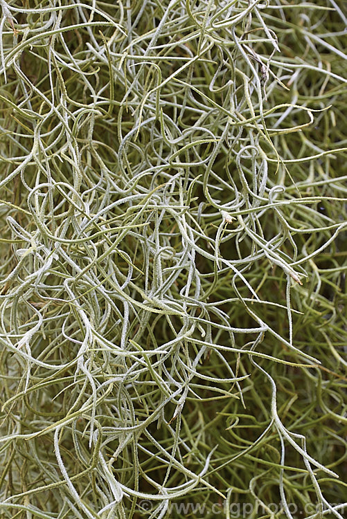 Spanish Moss or Old Man's Beard (<i>Tillandsia usneoides</i>), found from the southeast US to Chile and Argentina, this xerophytic bromeliad festoons trees, power lines and other perches in warm humid areas. Order: Poales, Family: Bromeliaceae