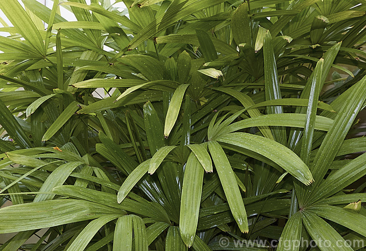 The foliage of the Lady Palm or Bamboo. Palm (<i>Rhapis excelsa</i>), a clump-forming feather palm native to southern China. It is slow-growing and widely cultivated as a tub plant