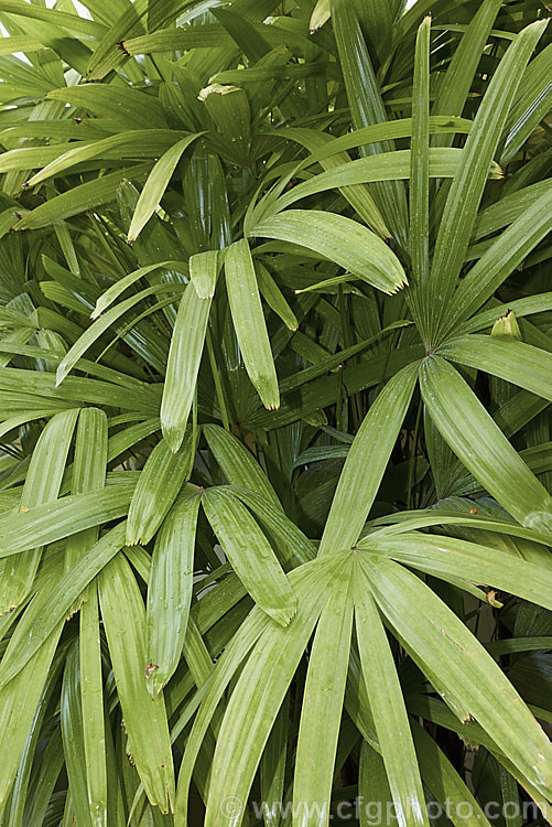 The foliage of the Lady Palm or Bamboo. Palm (<i>Rhapis excelsa</i>), a clump-forming feather palm native to southern China. It is slow-growing and widely cultivated as a tub plant