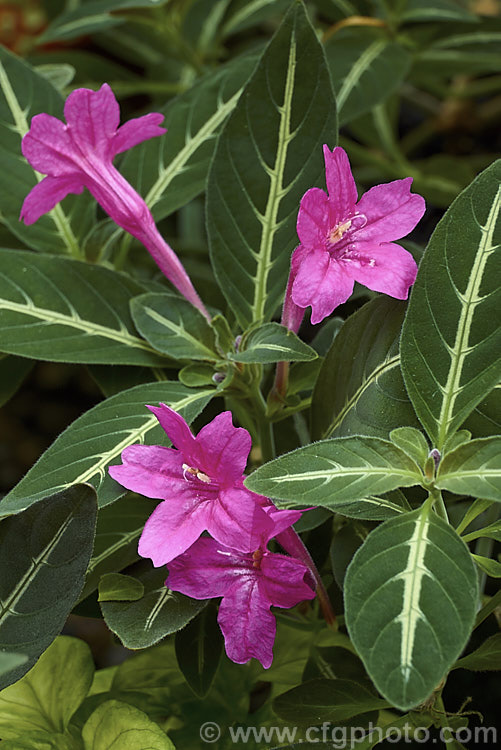 Monkey Plant or Trailing Velvet Plant (<i>Ruellia makoyana</i>), a spreading perennial from Brazil that is usually grown as a house or terrarium plant. ruellia-3266htm'>Ruellia.