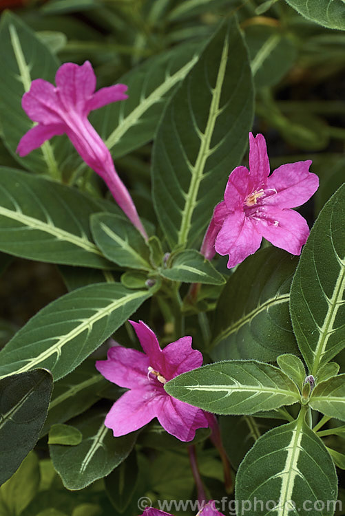 Monkey Plant or Trailing Velvet Plant (<i>Ruellia makoyana</i>), a spreading perennial from Brazil that is usually grown as a house or terrarium plant. ruellia-3266htm'>Ruellia.
