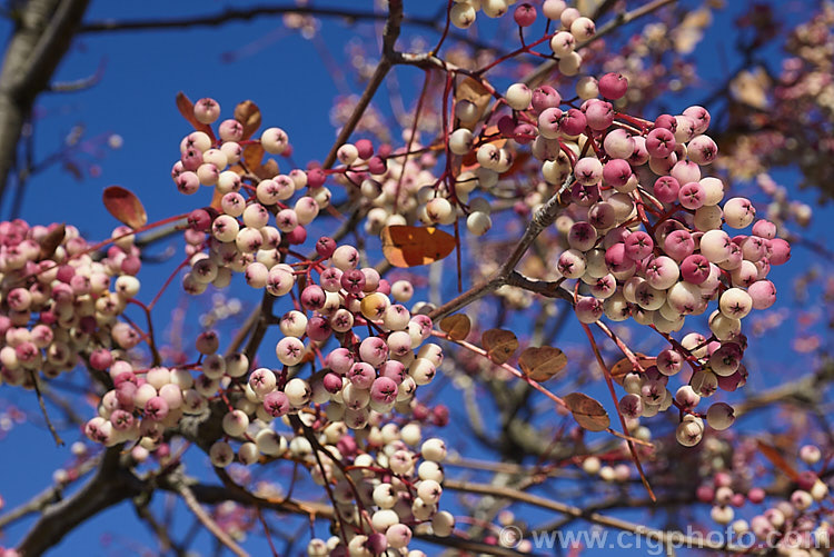 Fruit of the Hupeh. Rowan or Hubei. Rowan (<i>Sorbus hupehensis</i>), this rowan or mountain ash from central and western China is a small deciduous tree that grows to around 10m tall. The berries, initially creamy white, become pink-blushed as they ripen. The fruit is not especially attractive to birds and will often last into winter, continuing to make a show after the foliage has fallen, as shown here. sorbus-2143htm'>Sorbus.