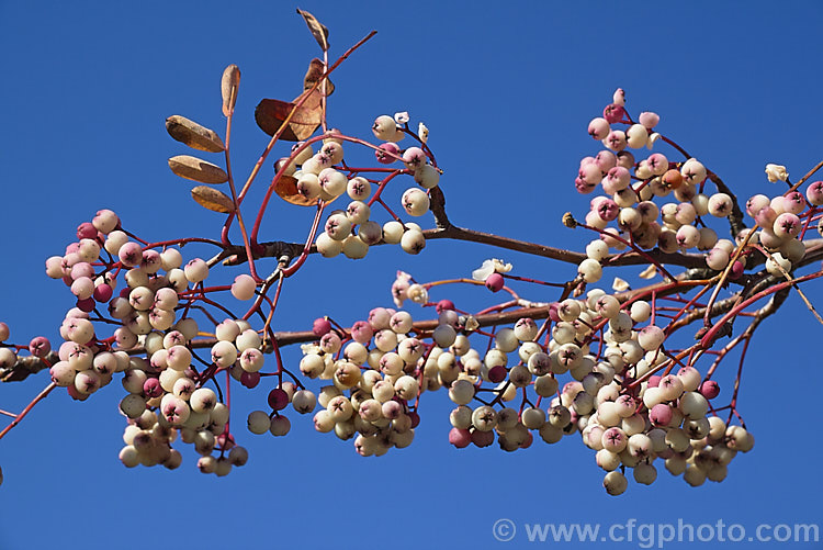Fruit of the Hupeh. Rowan or Hubei. Rowan (<i>Sorbus hupehensis</i>), this rowan or mountain ash from central and western China is a small deciduous tree that grows to around 10m tall. The berries, initially creamy white, become pink-blushed as they ripen. The fruit is not especially attractive to birds and will often last into winter, continuing to make a show after the foliage has fallen, as shown here. sorbus-2143htm'>Sorbus.